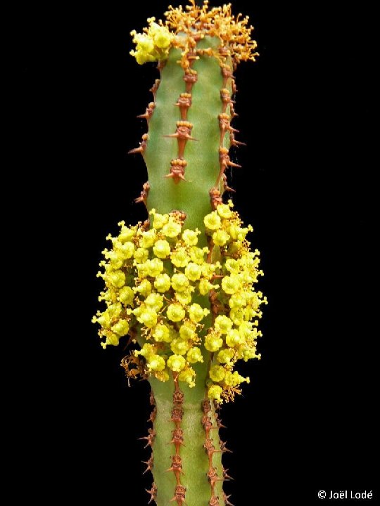 Euphorbia ledienii ©JLcoll.1614